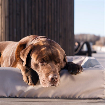 Bia Bed Outdoor Hoes Hondenmand Taupe Bia-4 85X70X15 Cm