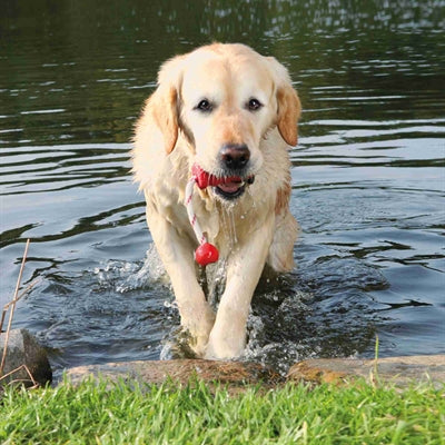 Trixie Dog Activity Mot-Fun Aqua Speelgoed Drijvend Rood Assorti 22X9 Cm 3 St