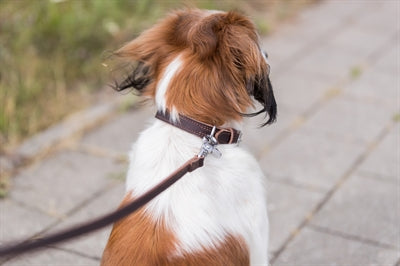 Trixie Hondenriem Rustic Vetleer Donkerbruin 100X2 Cm