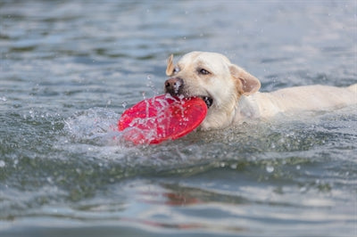 Trixie Dog Disc Drijvend Tpr Assorti 22X22X22 Cm 3 St