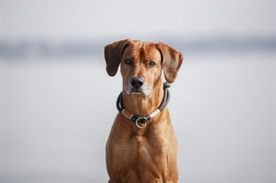 Trixie Be Nordic Halsband Hond Half-Slip Zwart / Zand 30X0,6 Cm
