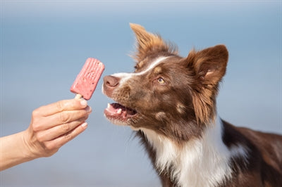 Trixie Ice Pop Rood 55 Gr