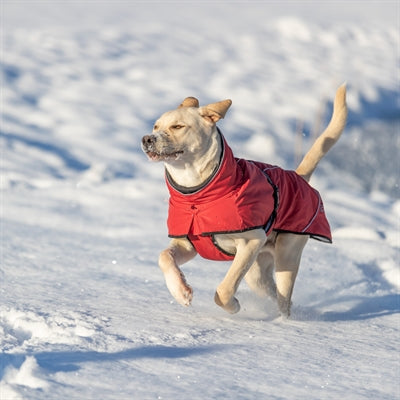 Trixie Hondenjas Winter Explore Thermo Rood 25 Cm